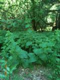 Scrophularia vernalis